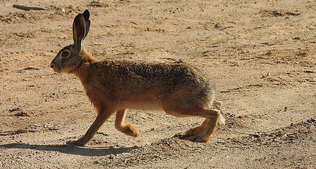 Zając szarak, szarak (Lepus europaeus)