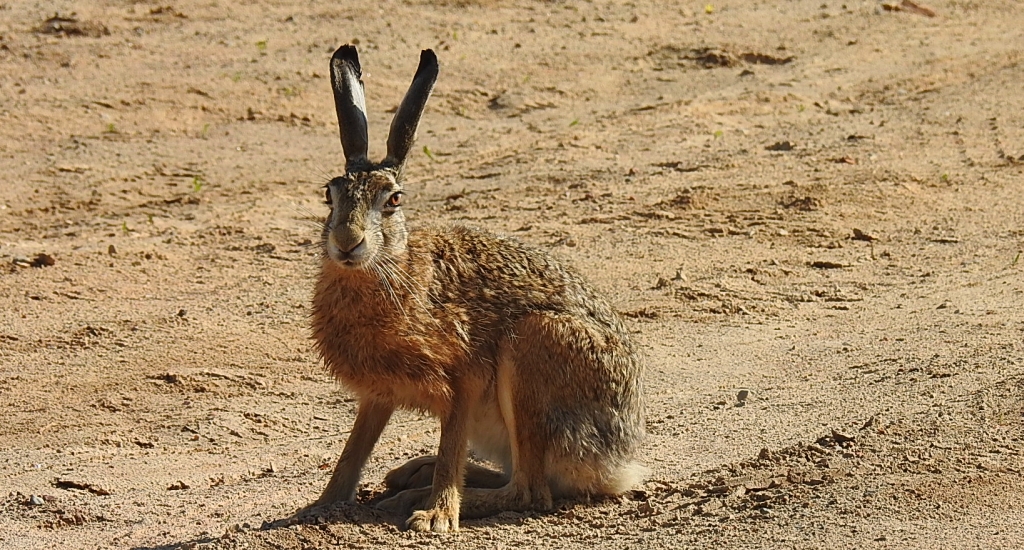 Zając szarak, szarak (Lepus europaeus)