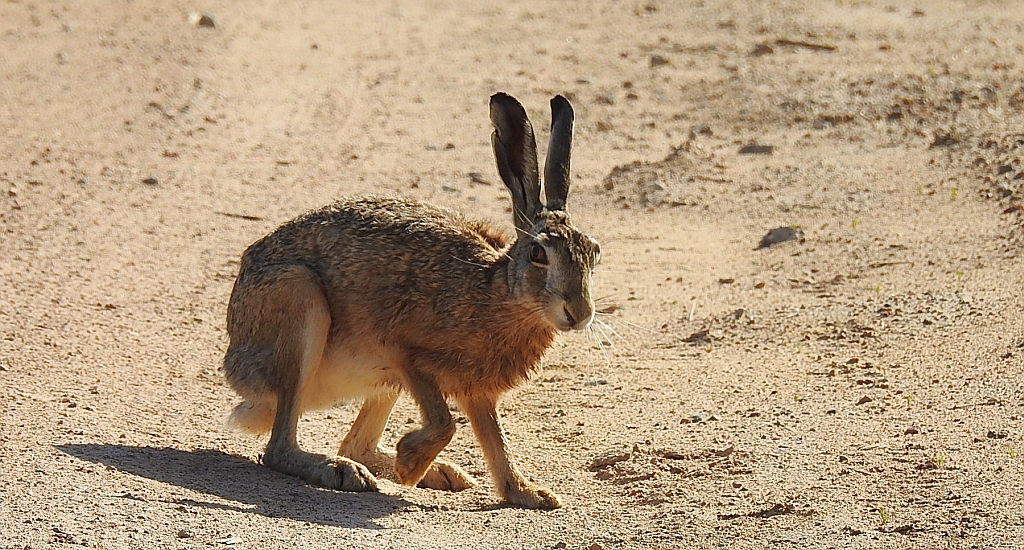 Zając szarak, szarak (Lepus europaeus)
