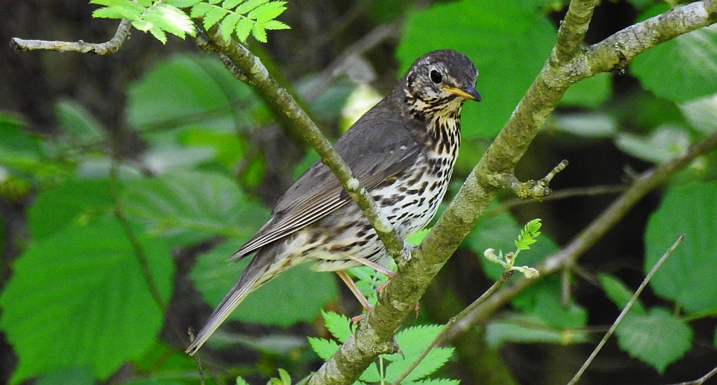 Drozd śpiewak, śpiewak (Turdus philomelos)