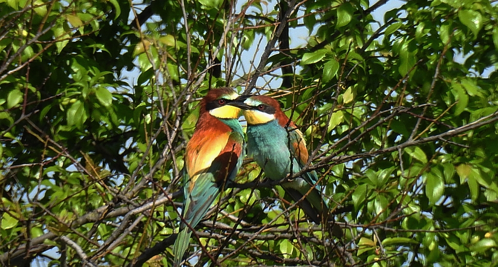 Żołna zwyczajna, żołna pospolita, żołna pszczołojad (Merops apiaster)