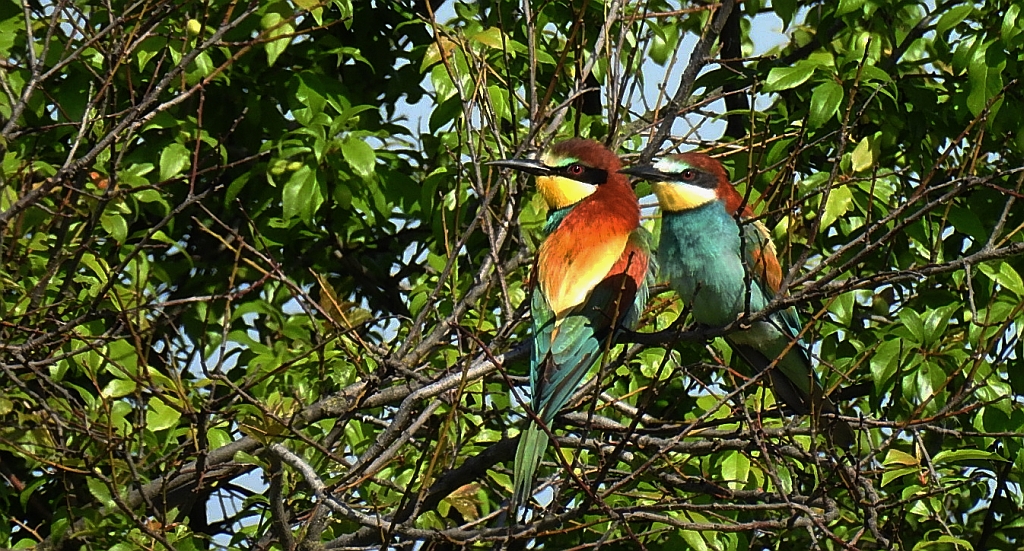 Żołna zwyczajna, żołna pospolita, żołna pszczołojad (Merops apiaster)