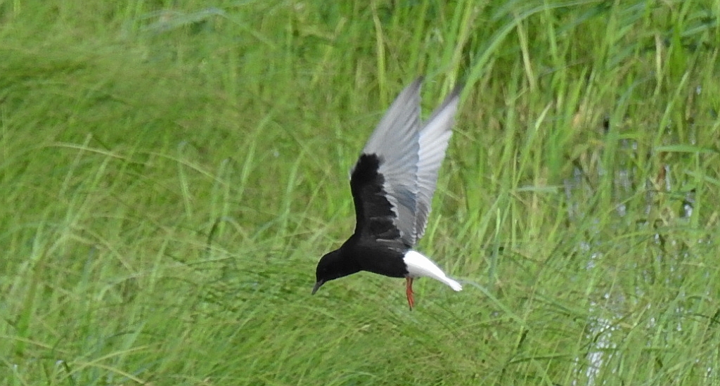 Rybitwa białoskrzydła (Chlidonias leucopterus)