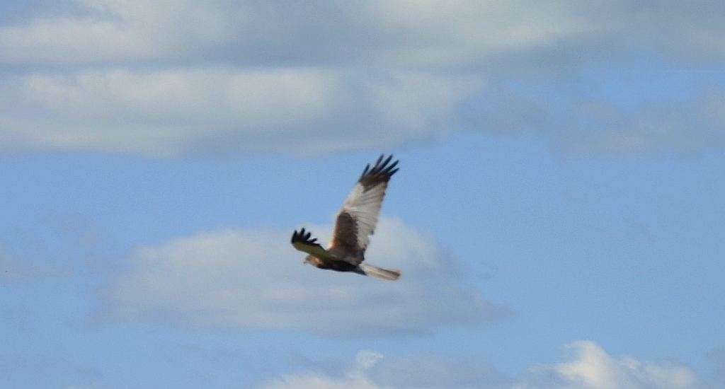 Błotniak stawowy (Circus aeruginosus)