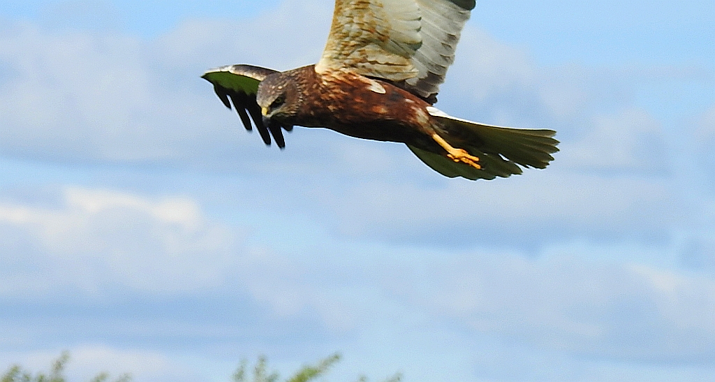 Błotniak stawowy (Circus aeruginosus)