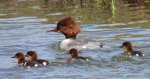 Nurogęś, tracz nurogęś (Mergus merganser)