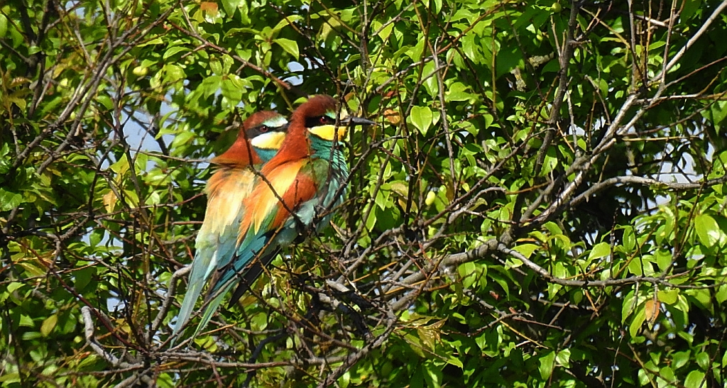 Żołna zwyczajna, żołna pospolita, żołna pszczołojad (Merops apiaster)