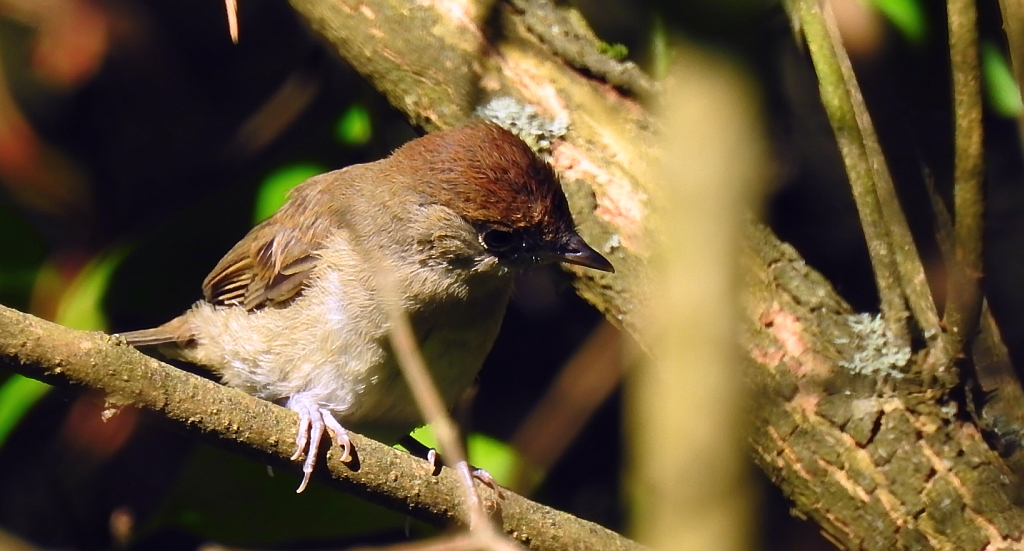 Kapturka, pokrzewka czarnołbista, pokrzewka czarnogłowa (Sylvia atricapilla)