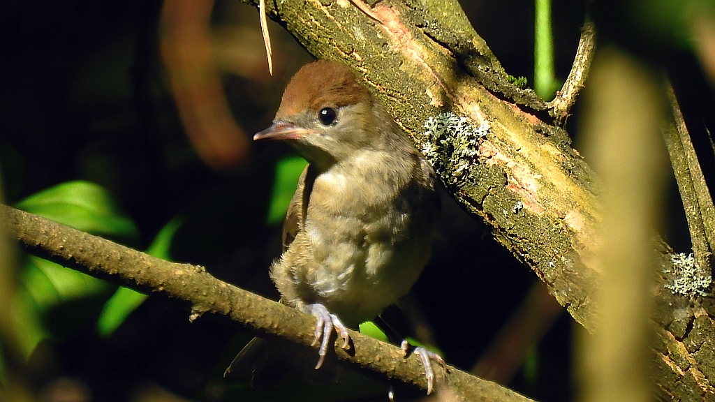 Kapturka, pokrzewka czarnołbista, pokrzewka czarnogłowa (Sylvia atricapilla)