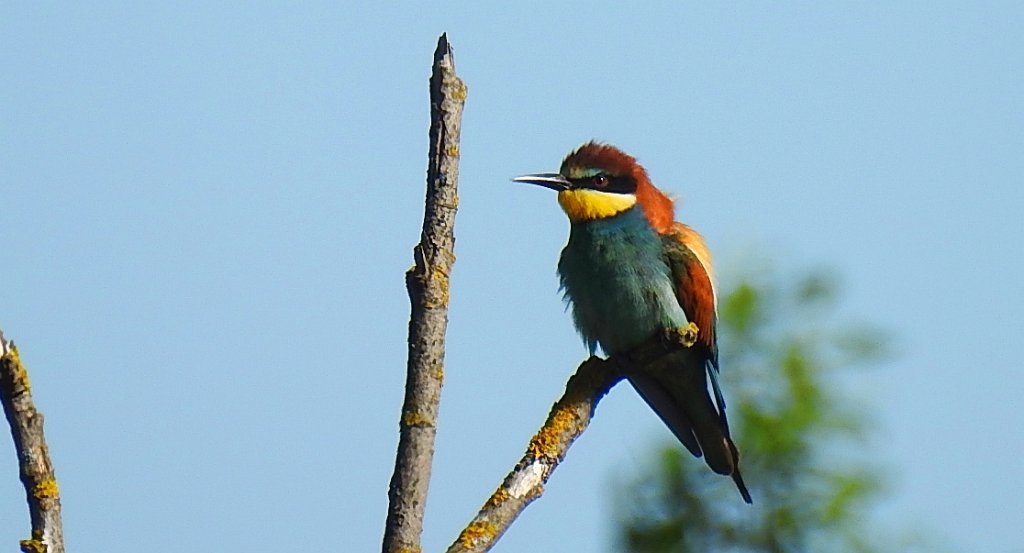 Żołna zwyczajna, żołna pospolita, żołna pszczołojad (Merops apiaster)
