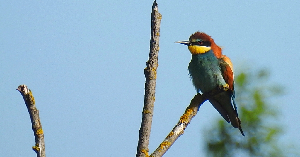 Żołna zwyczajna, żołna pospolita, żołna pszczołojad (Merops apiaster)