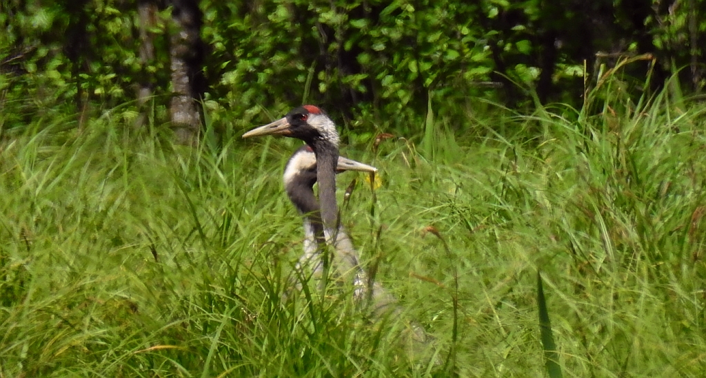 Żuraw zwyczajny, żuraw, żuraw popielaty, żuraw szary (Grus grus)