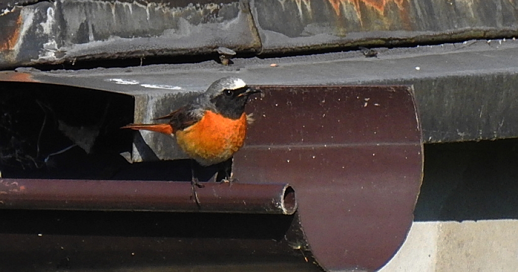 Pleszka zwyczajna, pleszka (Phoenicurus phoenicurus)