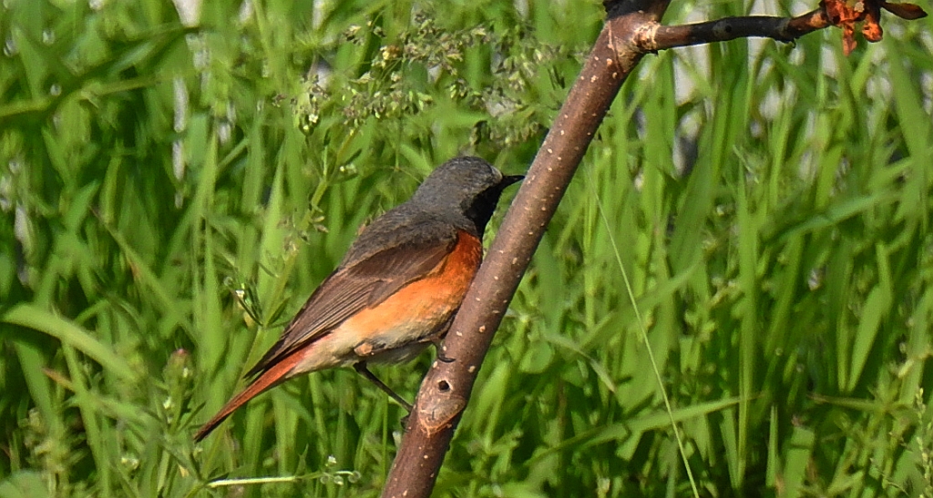 Pleszka zwyczajna, pleszka (Phoenicurus phoenicurus)