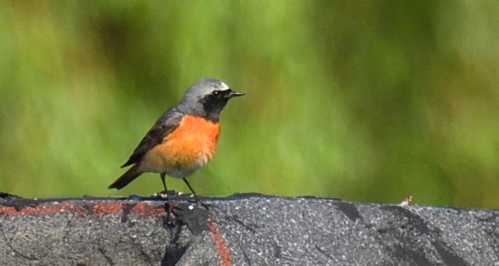 Pleszka zwyczajna, pleszka (Phoenicurus phoenicurus)