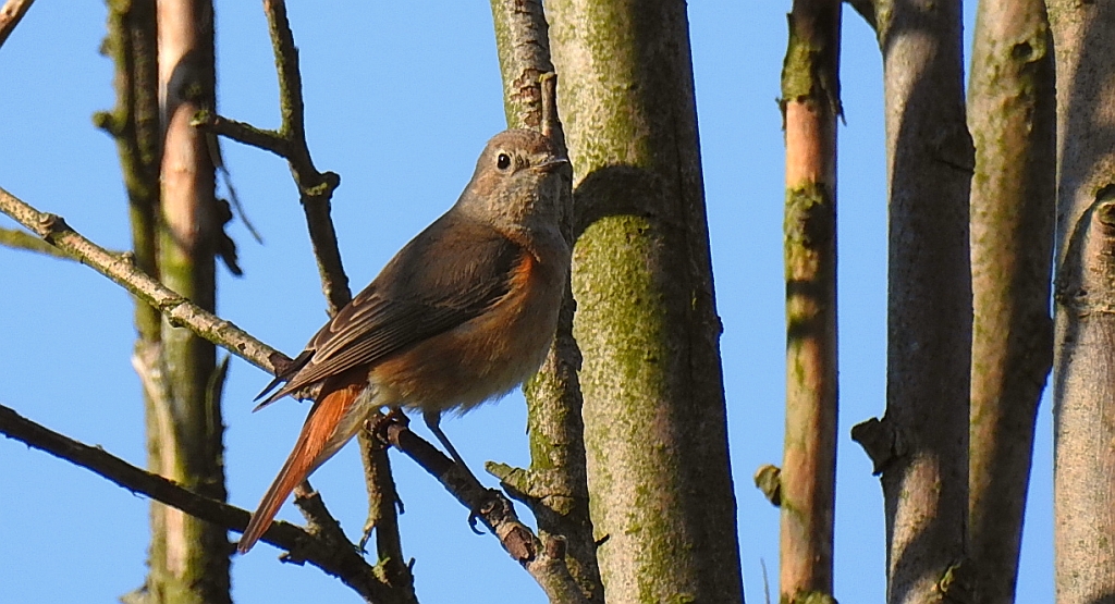 Pleszka zwyczajna, pleszka (Phoenicurus phoenicurus)