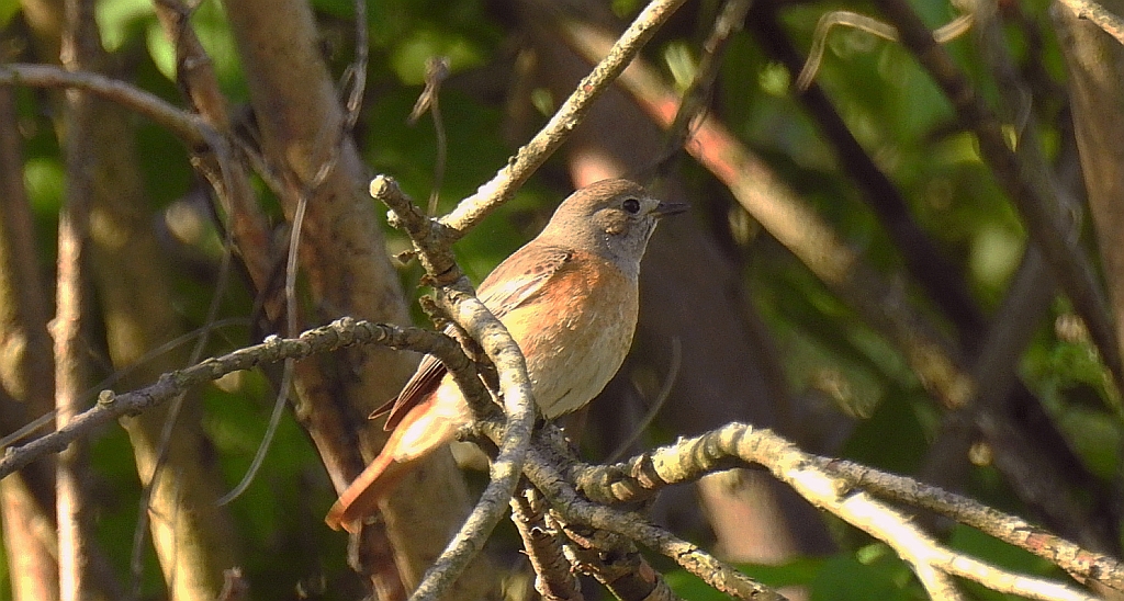 Pleszka zwyczajna, pleszka (Phoenicurus phoenicurus)
