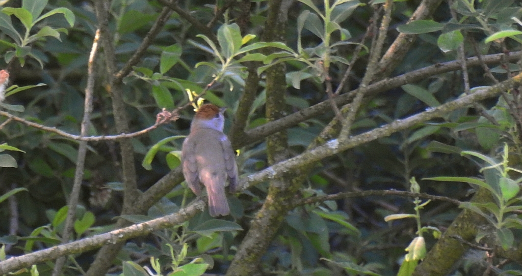 Kapturka, pokrzewka czarnołbista, pokrzewka czarnogłowa (Sylvia atricapilla)