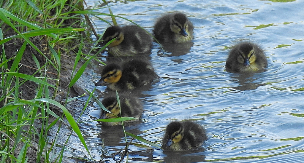 Krzyżówka, kaczka krzyżówka (Anas platyrhynchos)