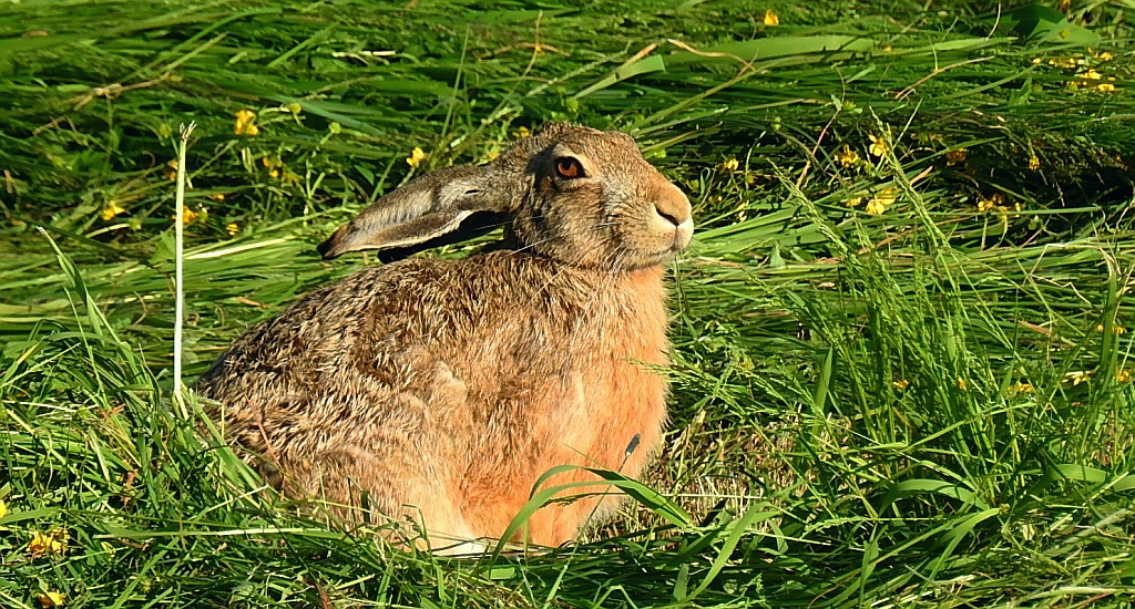 Zając szarak, szarak (Lepus europaeus)