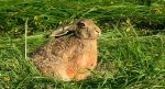 Zając szarak, szarak (Lepus europaeus)