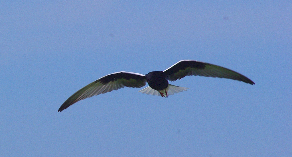 Rybitwa białoskrzydła (Chlidonias leucopterus)