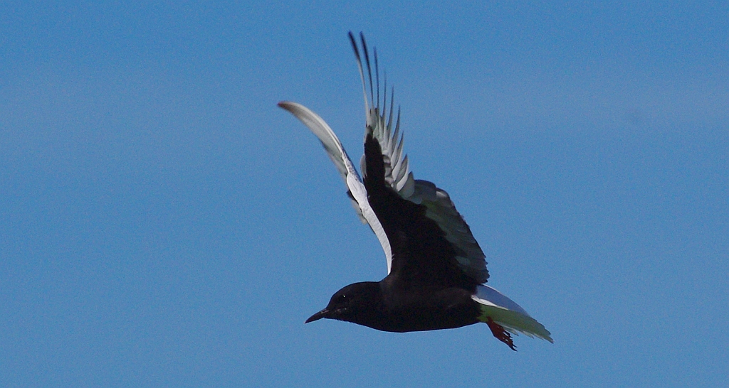 Rybitwa białoskrzydła (Chlidonias leucopterus)
