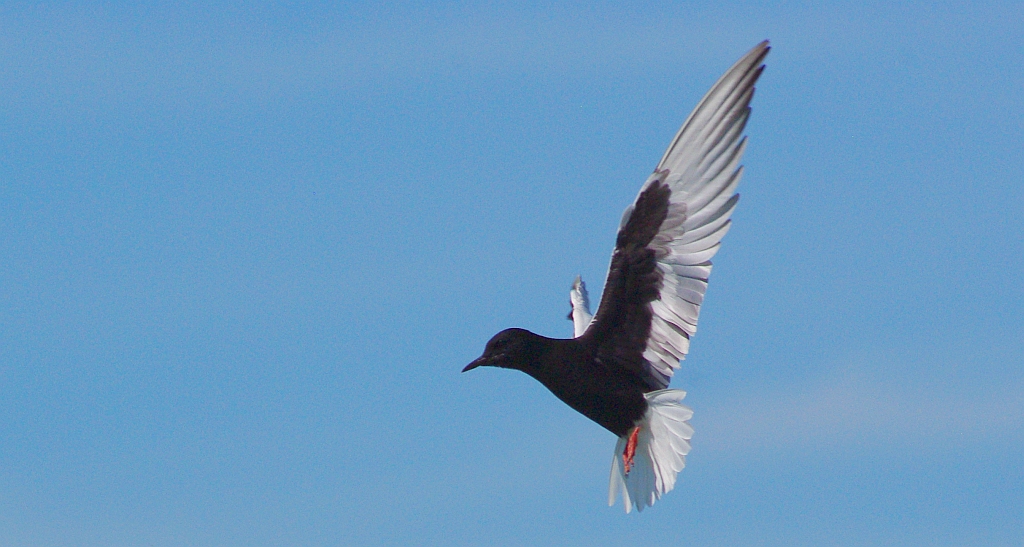 Rybitwa białoskrzydła (Chlidonias leucopterus)