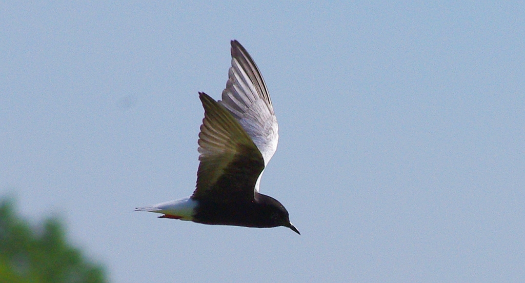 Rybitwa białoskrzydła (Chlidonias leucopterus)