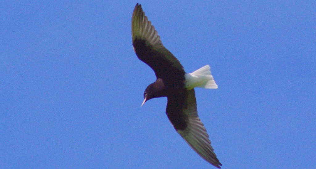Rybitwa białoskrzydła (Chlidonias leucopterus)