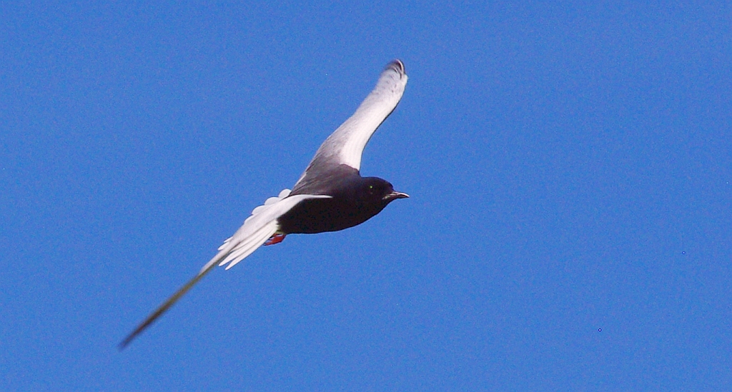 Rybitwa białoskrzydła (Chlidonias leucopterus)