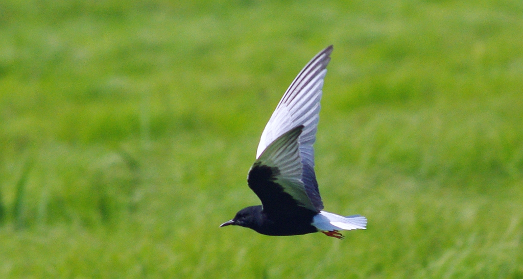 Rybitwa białoskrzydła (Chlidonias leucopterus)