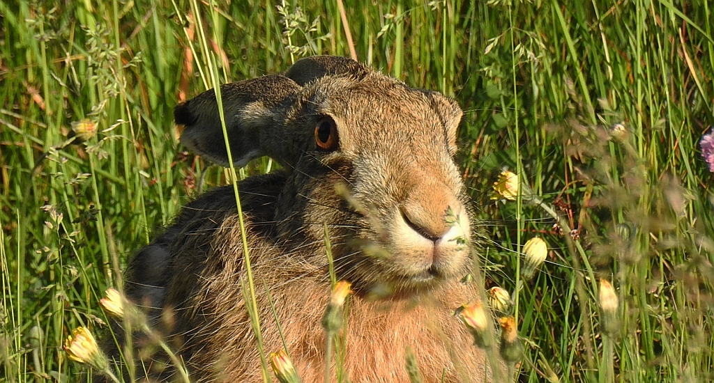 Zając szarak, szarak (Lepus europaeus)