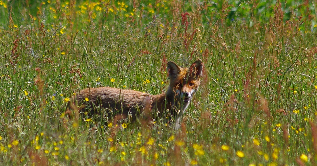 Lis rudy, lis pospolity (Vulpes vulpes)