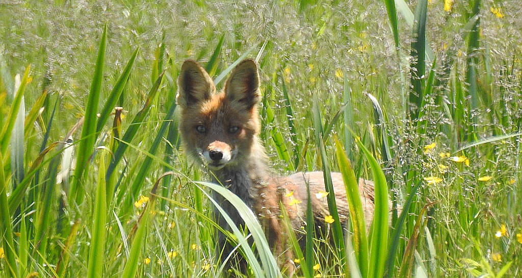 Lis rudy, lis pospolity (Vulpes vulpes)