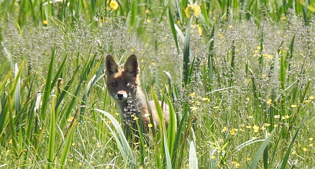 Lis rudy, lis pospolity (Vulpes vulpes)