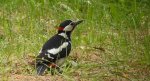 Dzięcioł duży, dzięcioł pstry większy (Dendrocopos major)