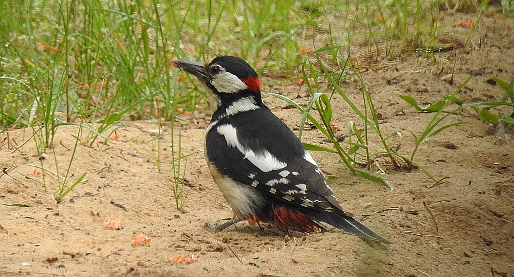 Dzięcioł duży, dzięcioł pstry większy (Dendrocopos major)