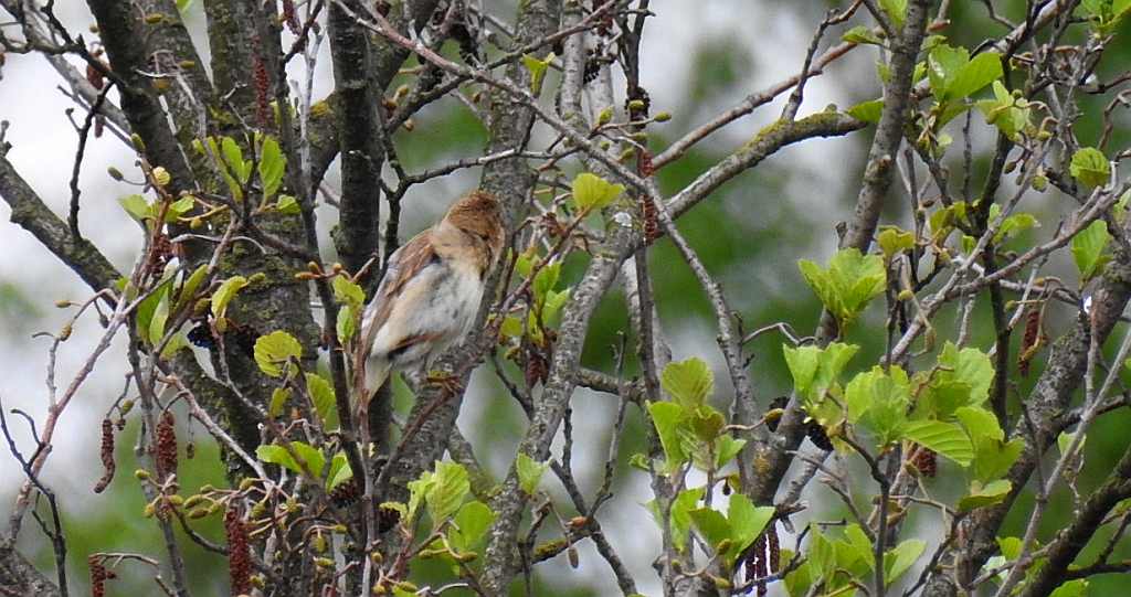 Kapturka, pokrzewka czarnołbista, pokrzewka czarnogłowa (Sylvia atricapilla)