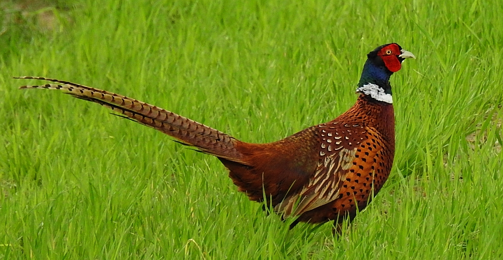 Bażant zwyczajny (Phasianus colchicus)