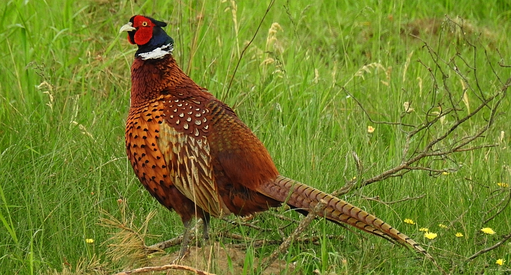 Bażant zwyczajny (Phasianus colchicus)