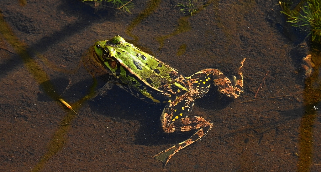 Żaba jeziorkowa (Pelophylax lessonae)