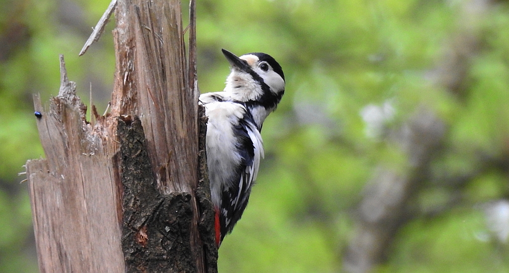 Dzięcioł duży (Dendrocopos major)