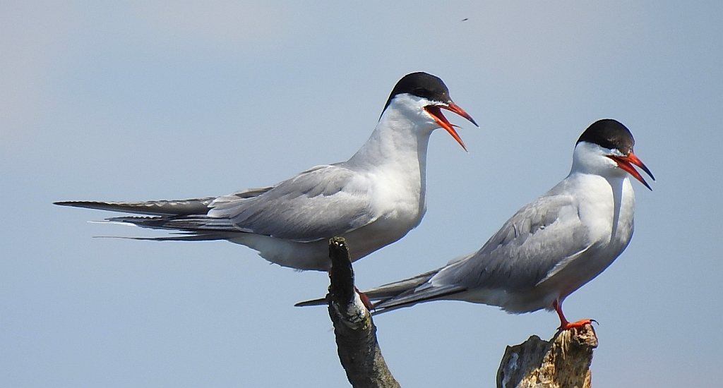Rybitwa rzeczna, rybitwa zwyczajna (Sterna hirundo)