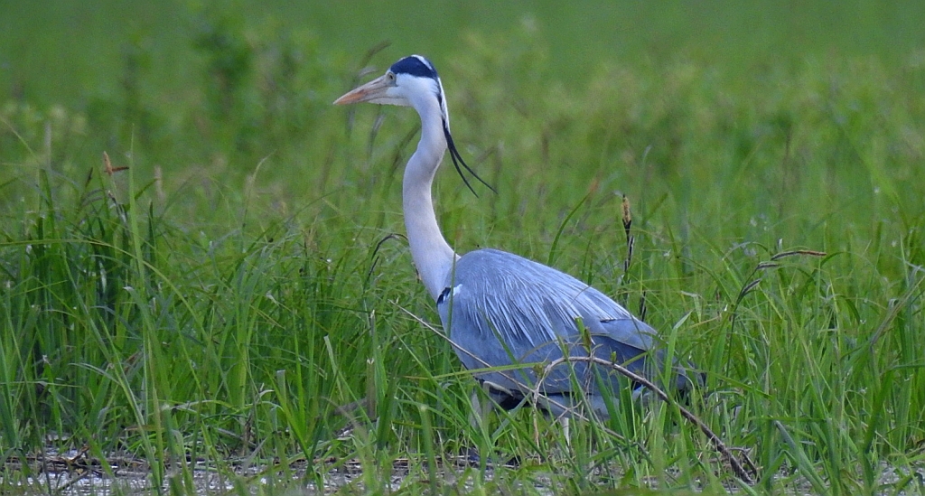 Czapla siwa (Ardea cinerea)