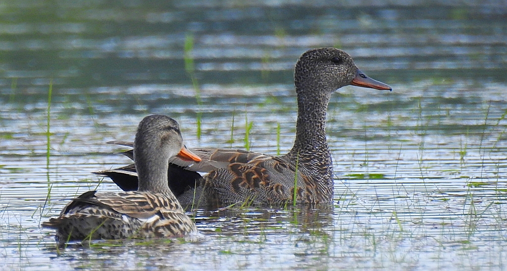 Krakwa (Anas strepera)