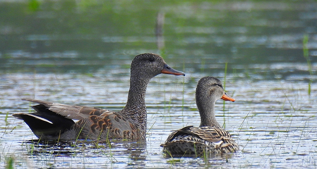 Krakwa (Anas strepera)