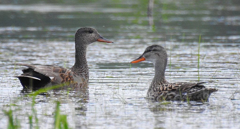 Krakwa (Anas strepera)