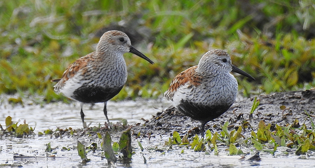 Biegus zmienny (Calidris alpina)