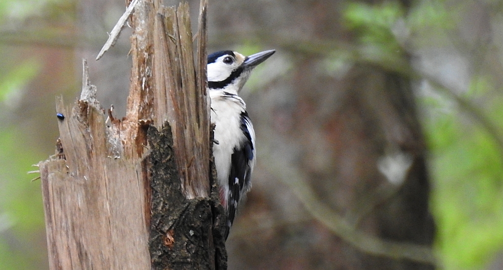 Dzięcioł duży (Dendrocopos major)